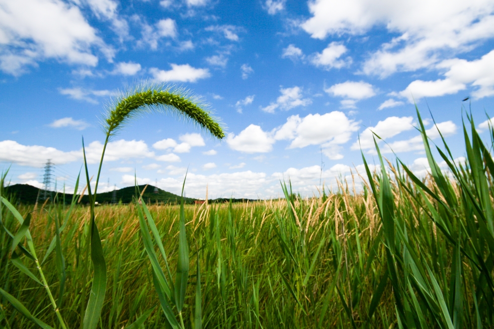 Ripening rice plants bending under the summer sun