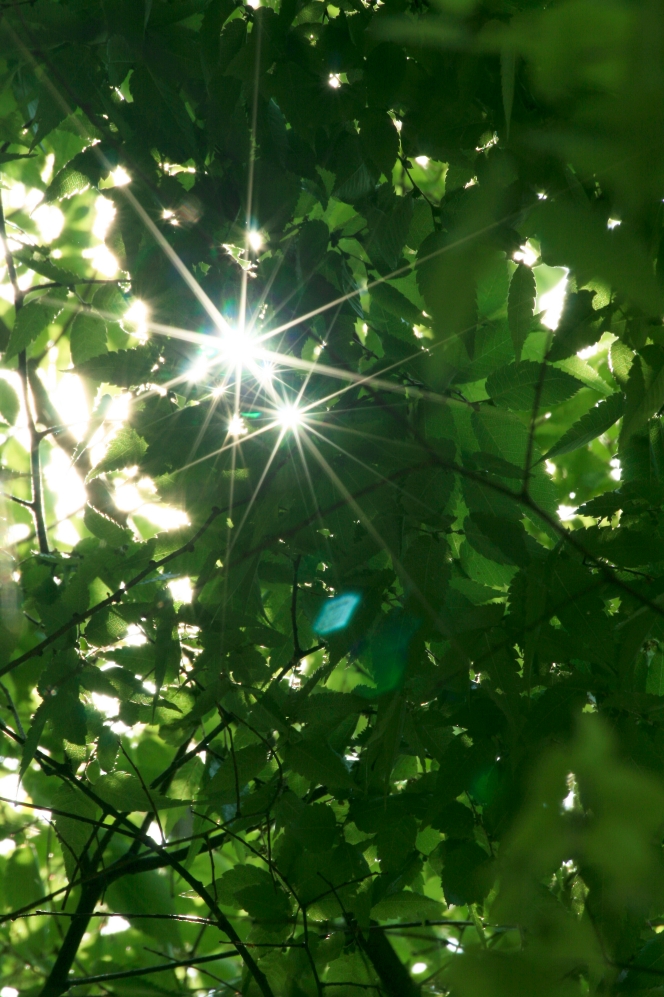 Sunlight filtering through summer leaves
