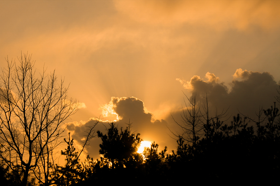 Sunrise emerging between trees and clouds